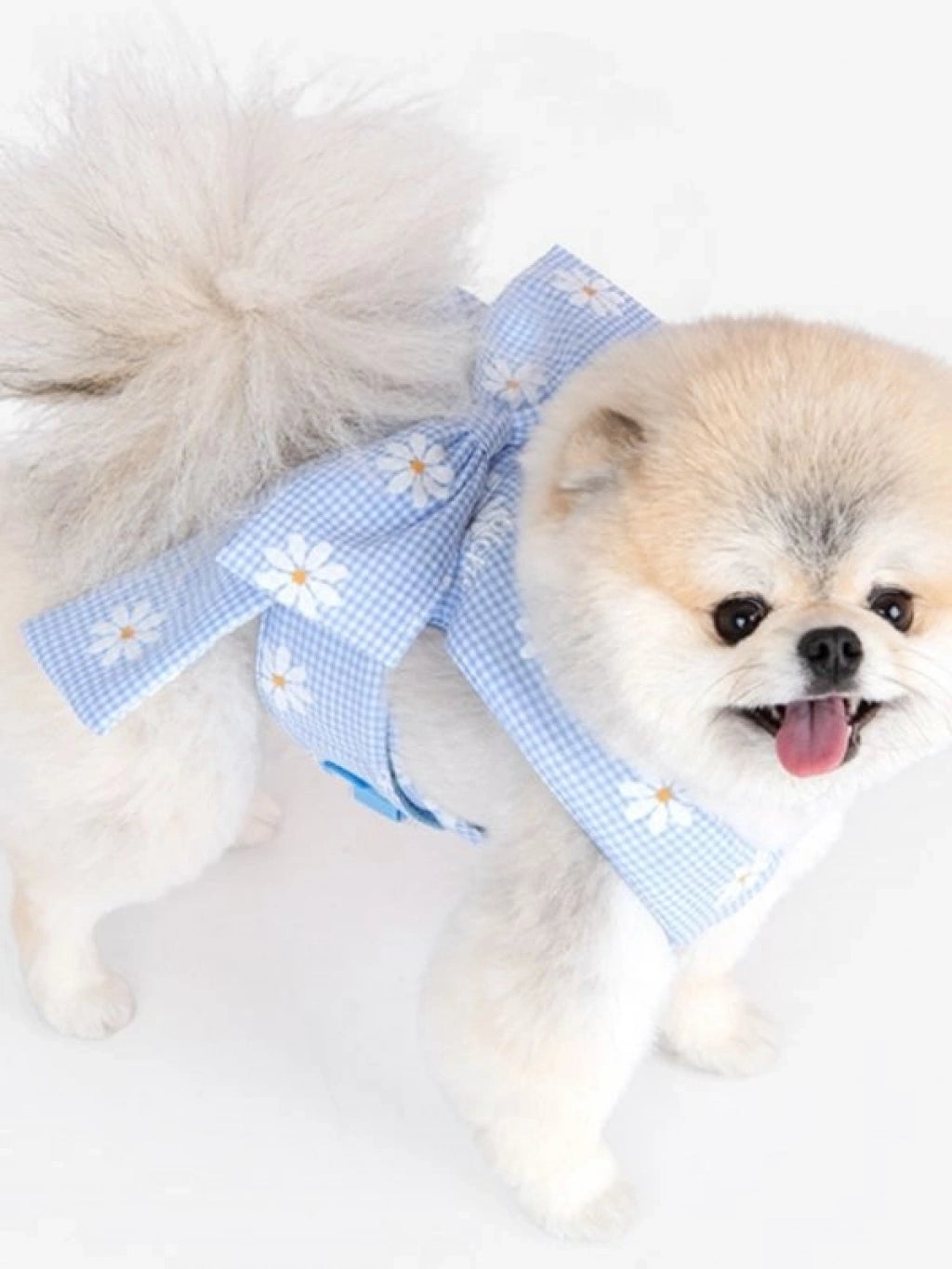 OLCHI CANDY RIBON KÖPEK GÖĞÜS TASMASI