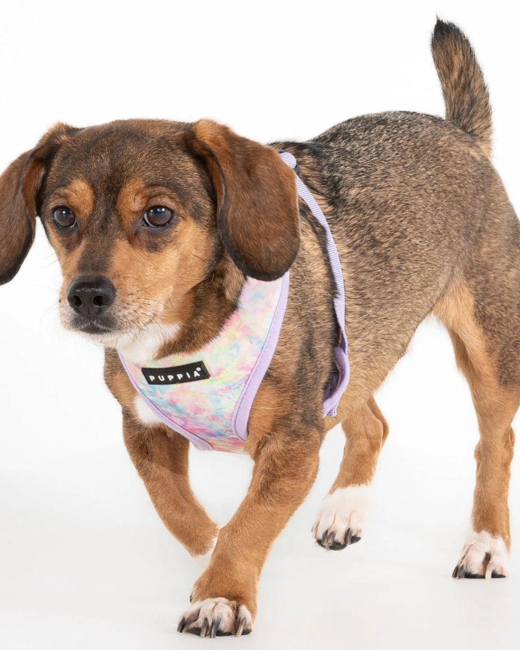 PUPPIA NOLA VIOLET KÖPEK A TASMASI