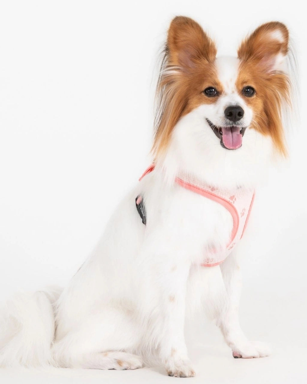 PUPPIA PAWPRINT KÖPEK GÖĞÜS TASMASI