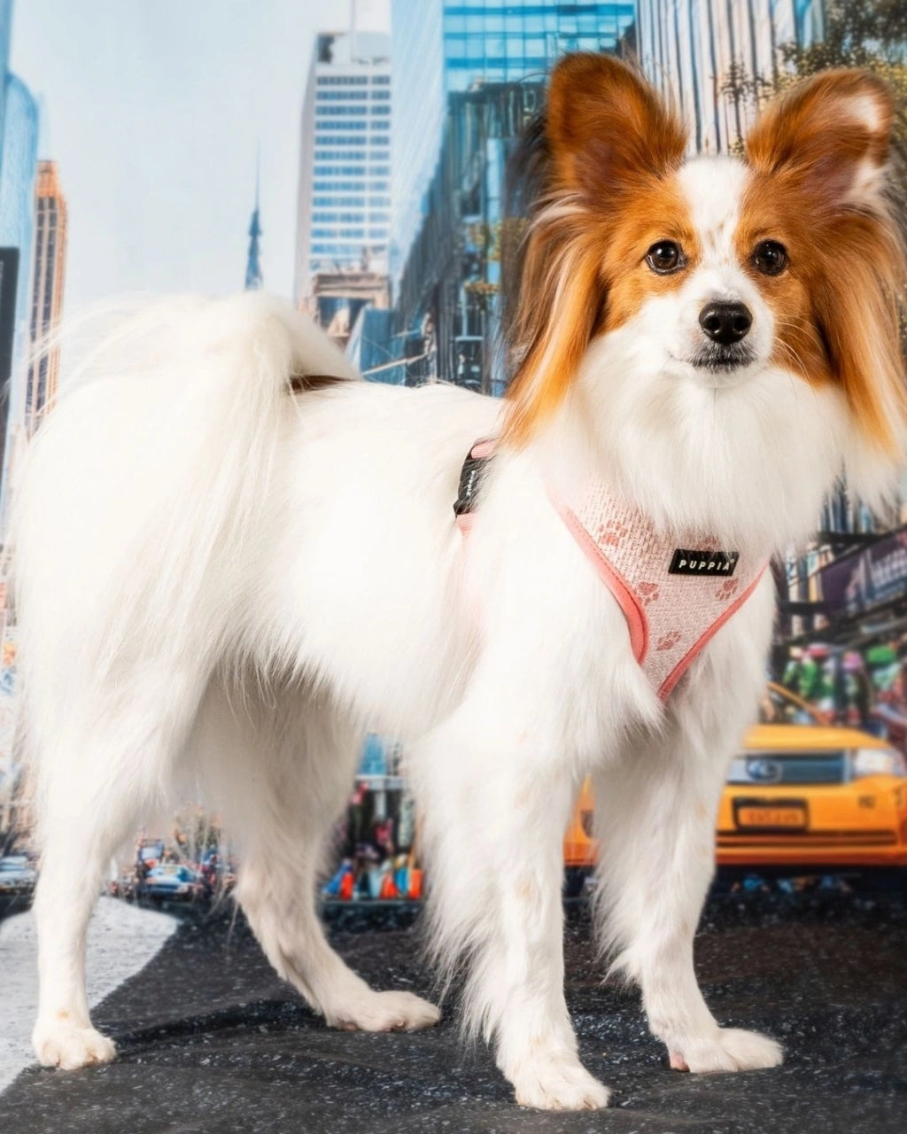 PUPPIA PAWPRINT KÖPEK GÖĞÜS TASMASI
