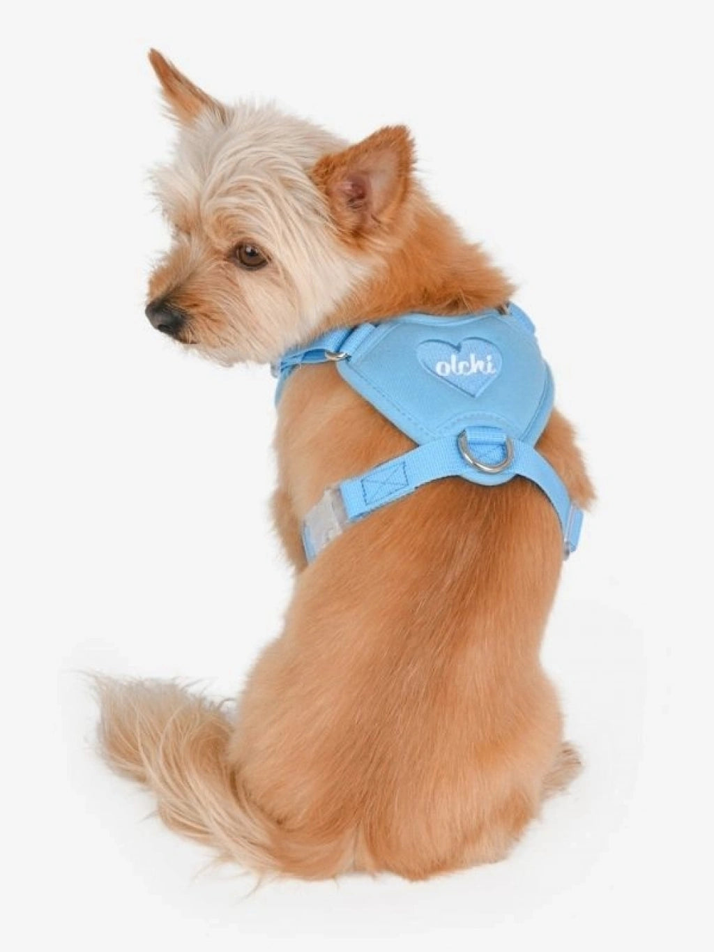 OLCHI MAVİ HEART KÖPEK GÖĞÜS TASMASI