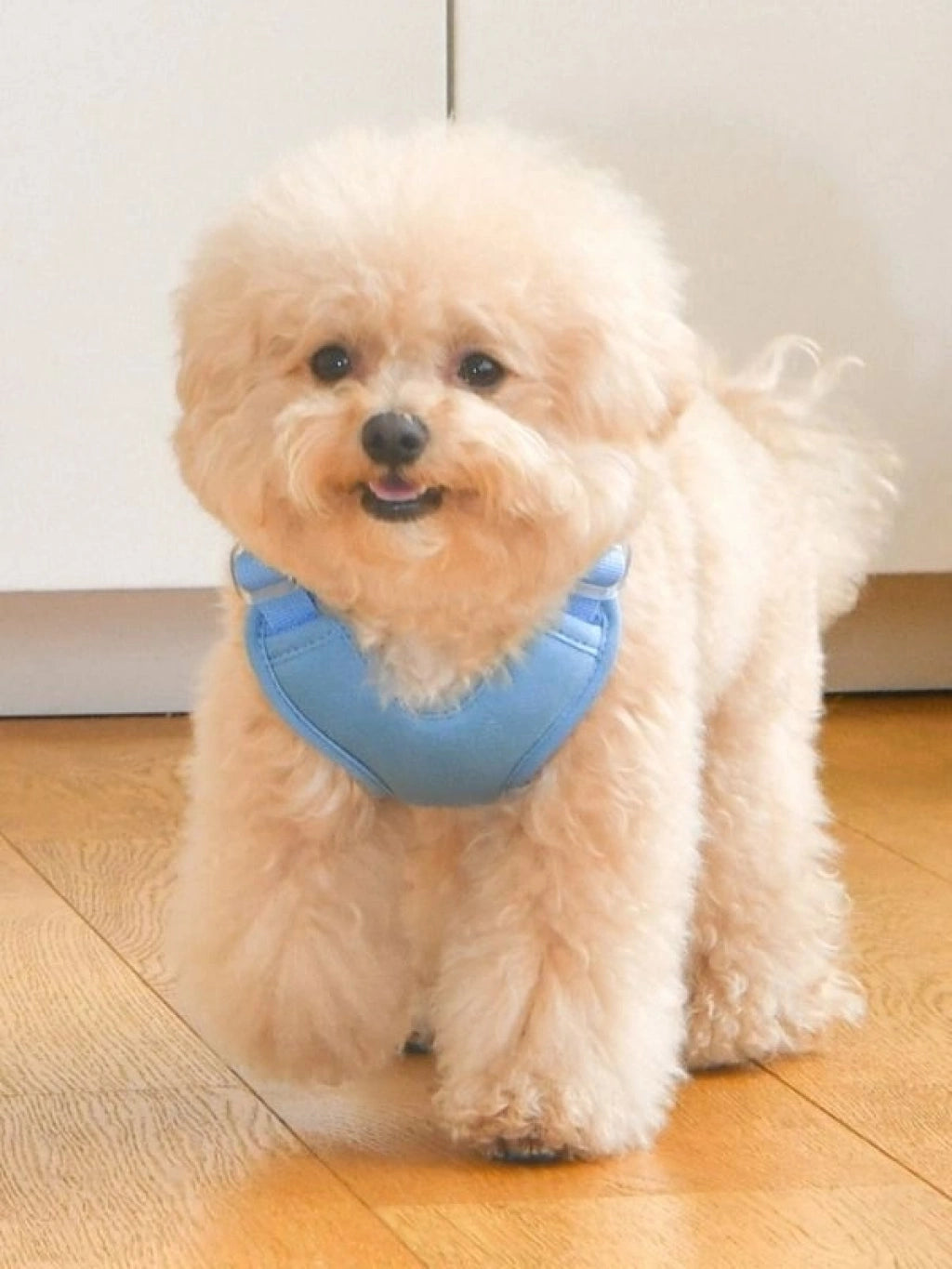 OLCHI MAVİ HEART KÖPEK GÖĞÜS TASMASI