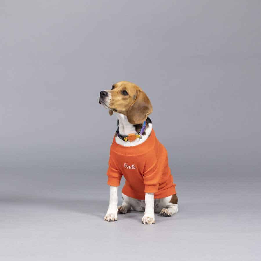 LINDODOGS ALWAYS STAY FREE KÖPEK TSHİRT