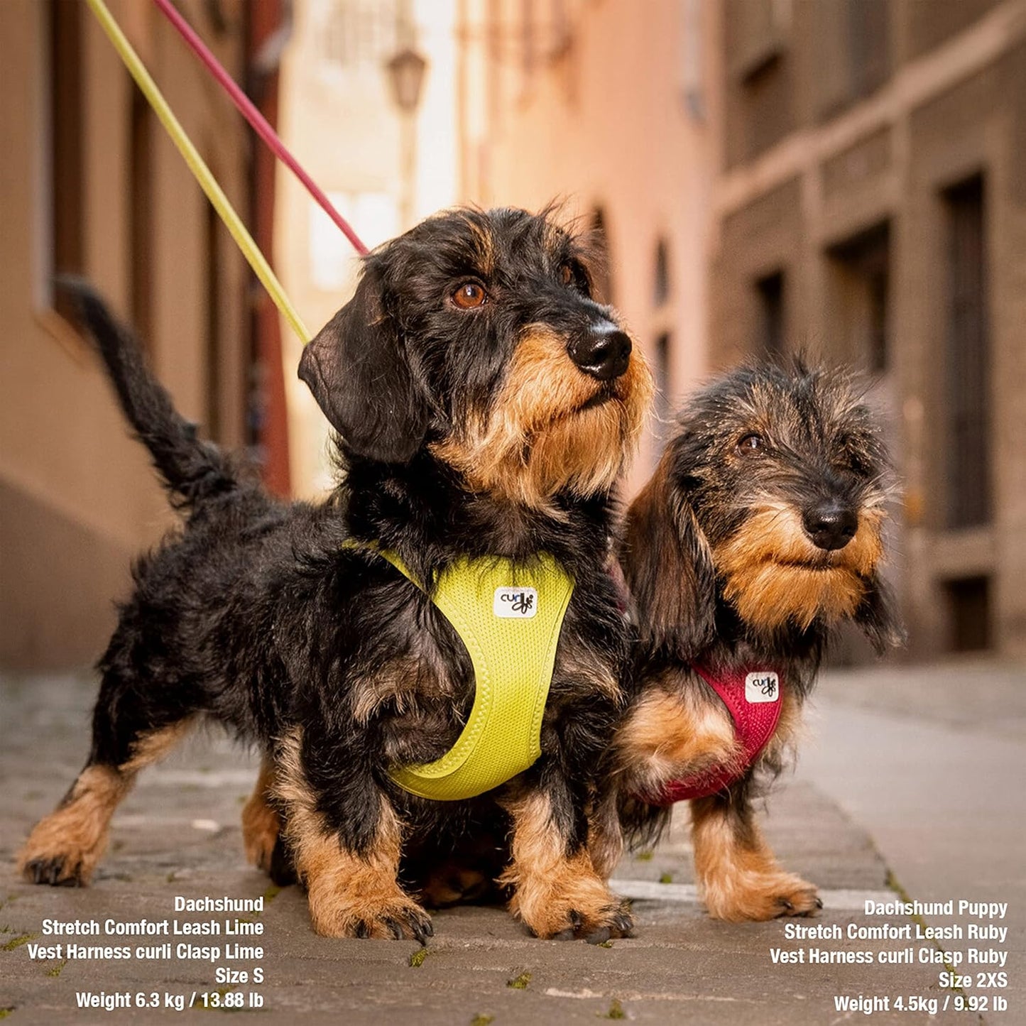 CURLİ VEST KÖPEK GÖĞÜS TASMASI CURLİ TOKA AİR-MESH LİME