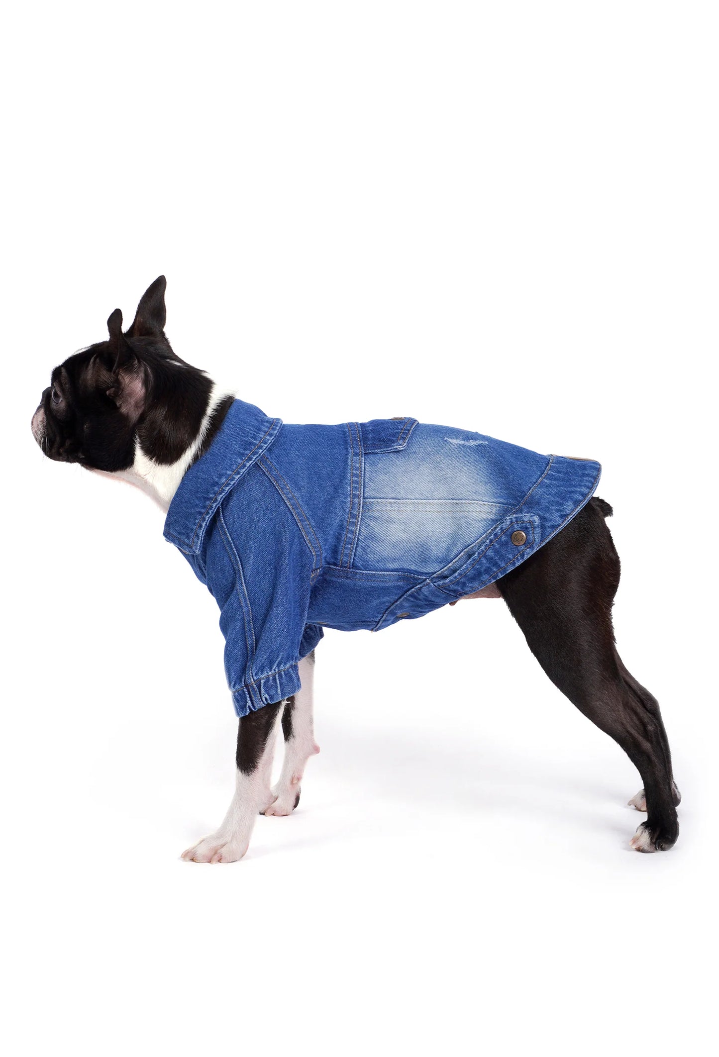 FOURAMOUR Orta Yıkama Denim Köpek Ceketi “Rodeo”