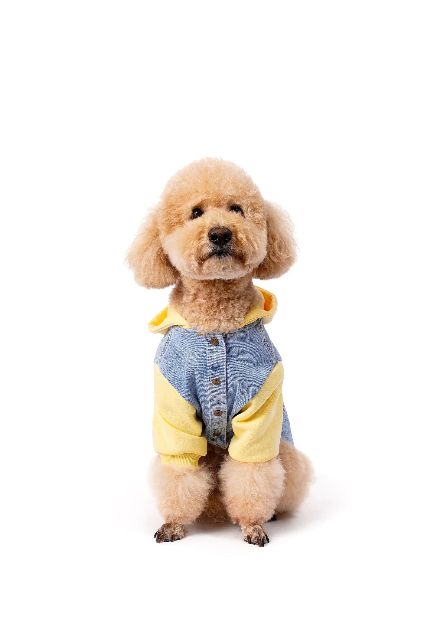 FOURAMOUR Açık Sarı Kapüşonlu Köpek Denim Ceketi