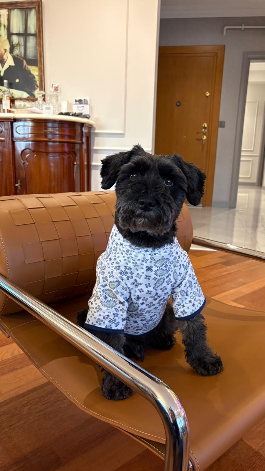 MY PETİT PAW KUJTEN DESEN KÖPEK TİŞÖRT