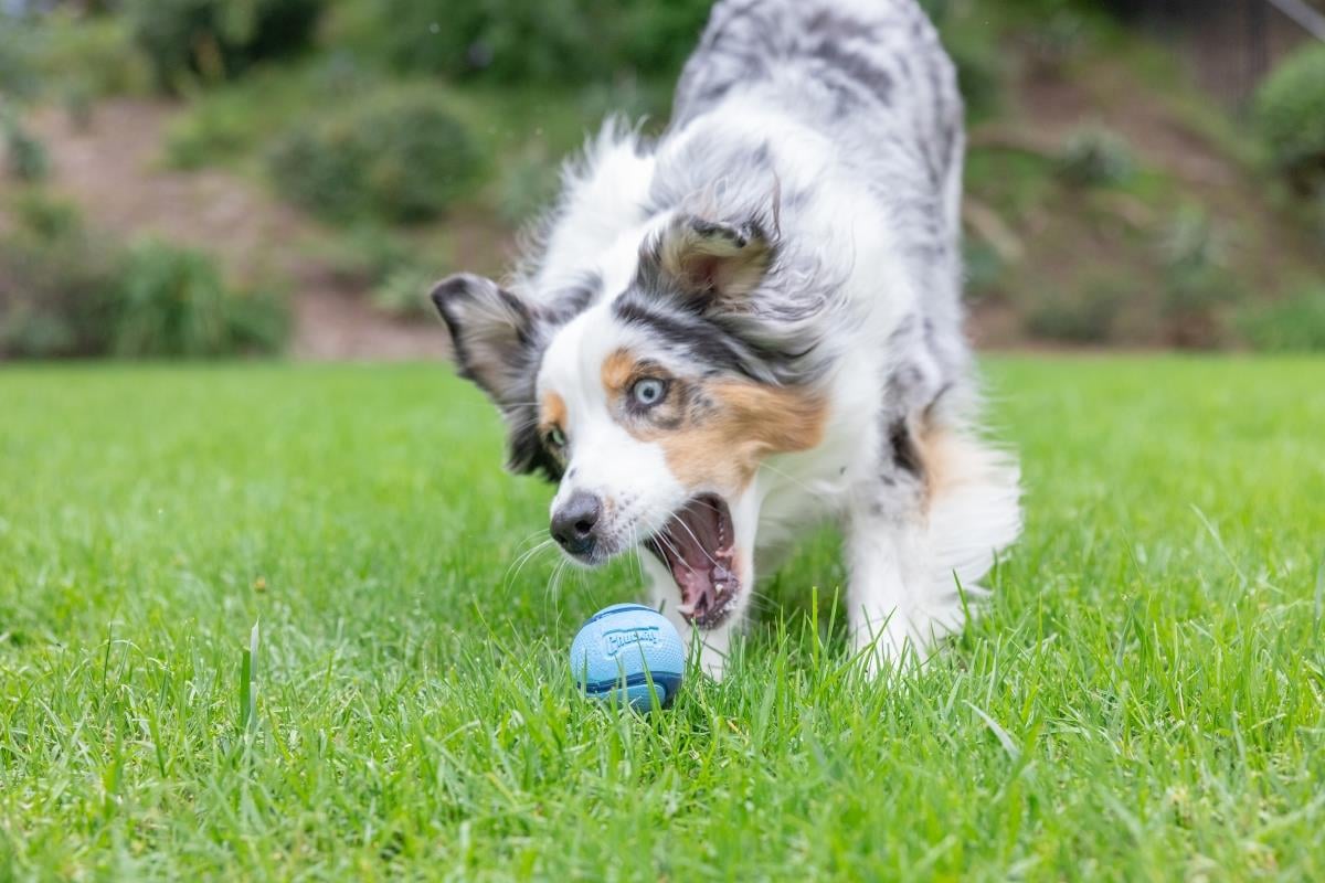 Sniff Fetch Jambon Kokulu Köpek Oyun Topu