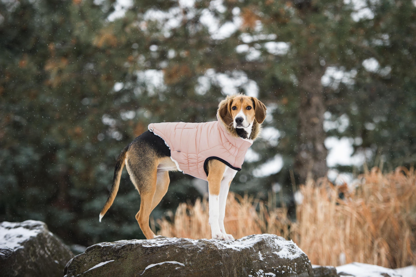 GF PET PEMBE PARKA MONT