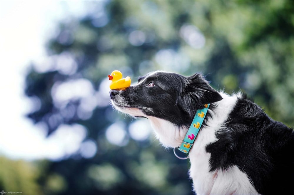 Max & Molly Ducklings Smart ID Boyun Tasması