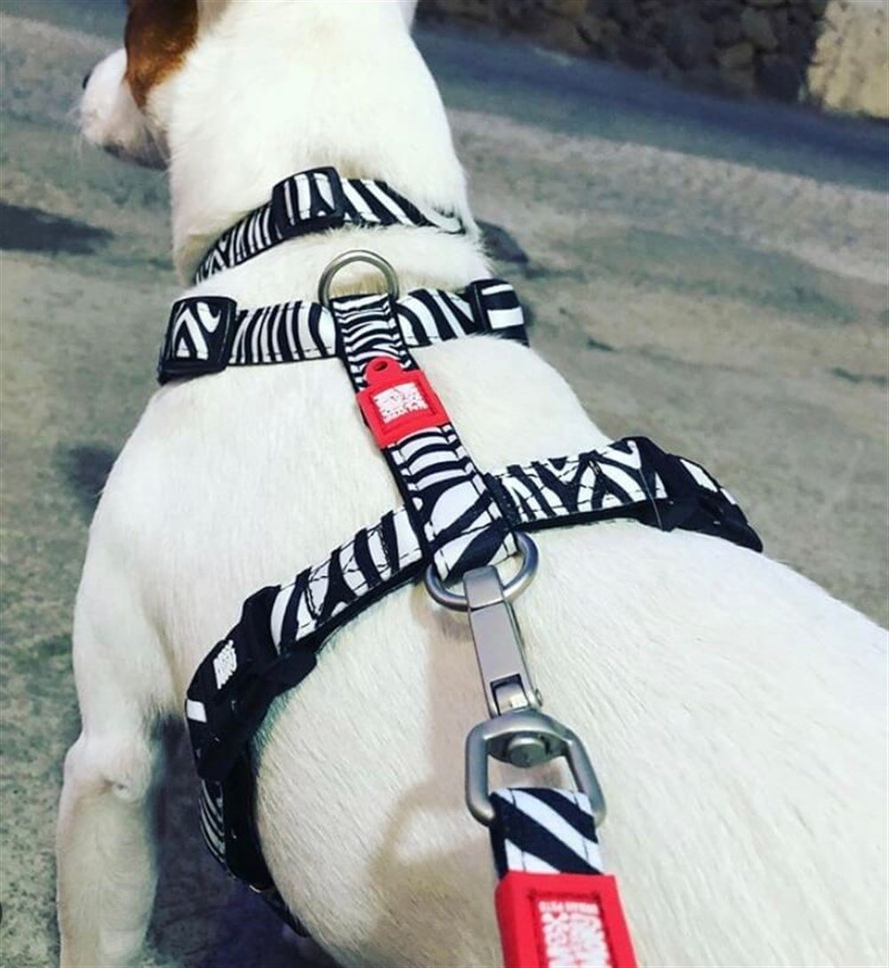 Zebra Köpek Göğüs Tasması