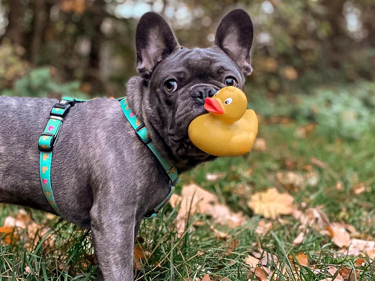 Max & Molly Ducklings Göğüs Tasması