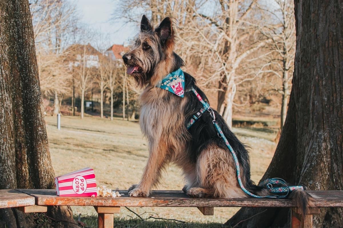 Max & Molly Popcorn Köpek Gezdirme Kayışı